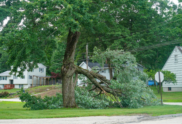 Trusted Fremont Hills, MO Tree Service Experts